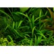 Sagittaria subulata- Úszó nyílfű