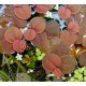 Phyllanthus fluitans - Red Root Floater- úszónövény-250 ml garanciazáras tégelyben