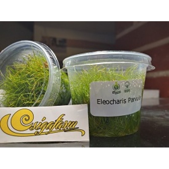 zselés növények- Eleocharis Parvula -steril növény