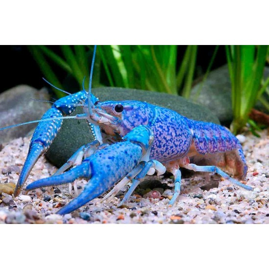 Rák - Világitó kék rák ( Procambarus alleni ) 8-10 cm