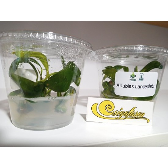 Zselés növények-Anubias Lanceolata-steril növény