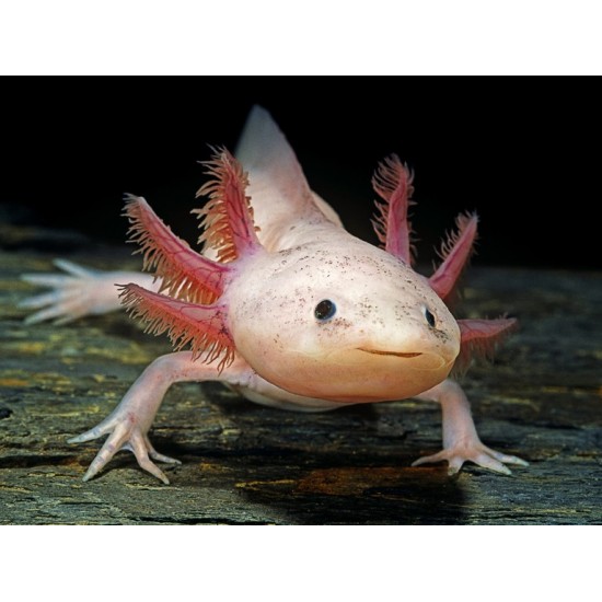 Axolotl-fehér színben, kék szemű