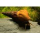 Csiga-Herkules csiga- Baby herkules- 2-5cm (Saját tenyésztésű, világos, bronz barna színváltozattal! )