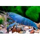 Garnéla-Óriás Sepregető garnéla / extra kék óriás - Atya gabonensis blue