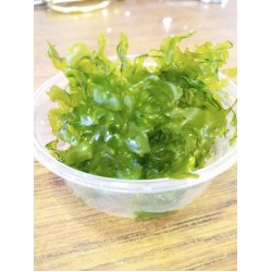 Lomariopsis lineata- alga páfrány-100 ml