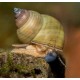 Csiga-Filopaludine Martensi-"Kéknózi" elevenszülő csiga