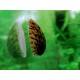 Csiga-Teknőscsiga (Septaria porcellana)
