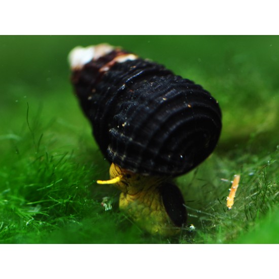 Csiga-Törpe nyúlcsiga (Tylomelania sp. Matano mini)