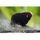 Csiga-Törpe nyúlcsiga (Tylomelania sp. Matano mini)