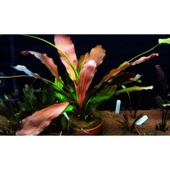Echinodorus “Red Special”
