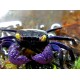 Sera Crabs Nature 100ml- rák és garnélatáp