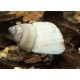 Csiga-Fehér "szellem" elevenszülő csiga (Filopaludina martensi)